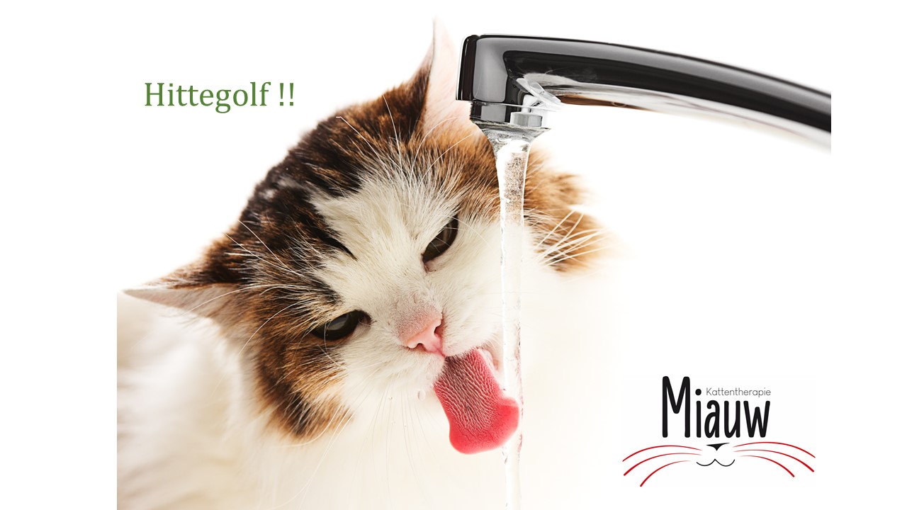 4 tips om jouw kat de hittegolf door te helpen!